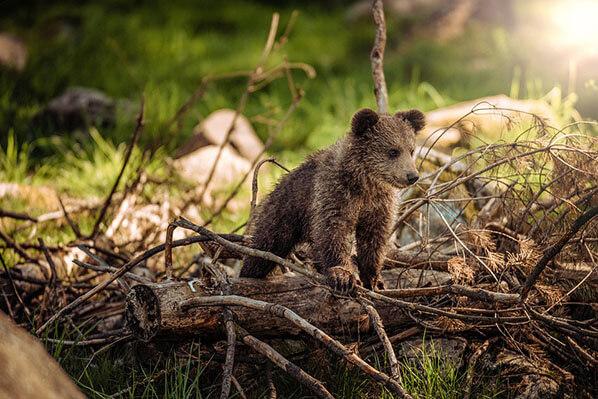 Best Bear Viewing Alaska