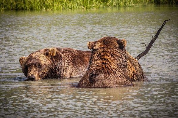 Best Bear Viewing Alaska