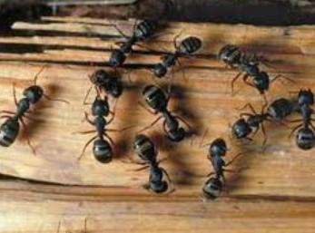 Black Carpenter Ant – Identification, Damage Signs & Professional Control