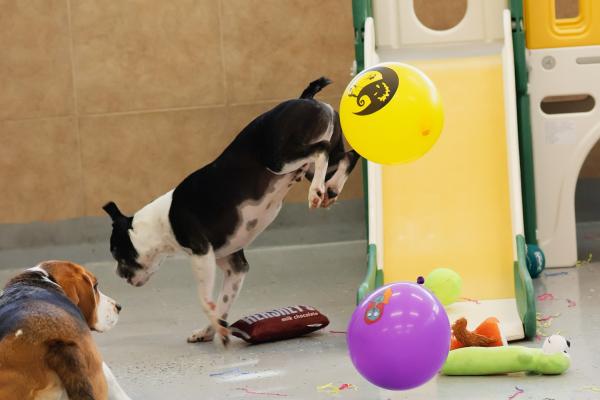 Dog daycare near me – Loving Care & Playtime!