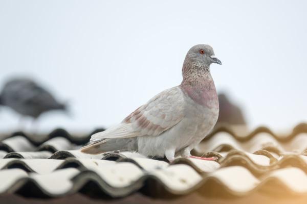 Honolulu Bird Control Experts