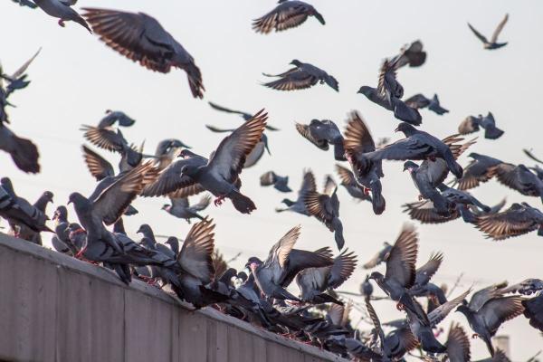 Honolulu Bird Control Experts