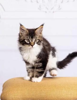Maine Coon Kittens in Michigan – Where Dreams Find Gentle Paws