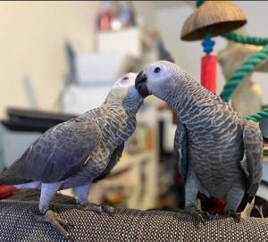 Talking Male and Female African Grey Parrots For Sale/Macaw/Cockatoo