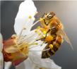 Beeswax For Sale