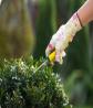 Gardener Gardening
