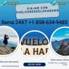 united airlines santo domingo teléfono +1 858 634 9485 (OTA)