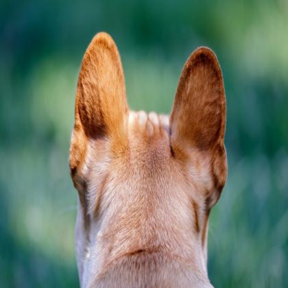 Beverly Hills Dog Bite Attorney
