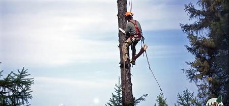 Big Bear Lake Tree Service