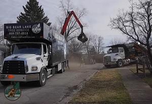 Big Bear Lake Tree Service