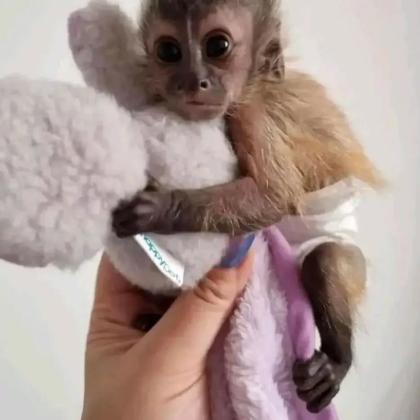 Black Capuchin Monkey for Sale