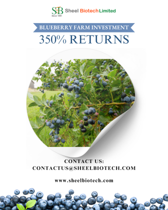 blueberries plants in india