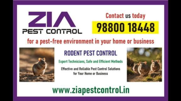 Cockroach Pest Control near me | Up to 25 % off Paying guest | 7043