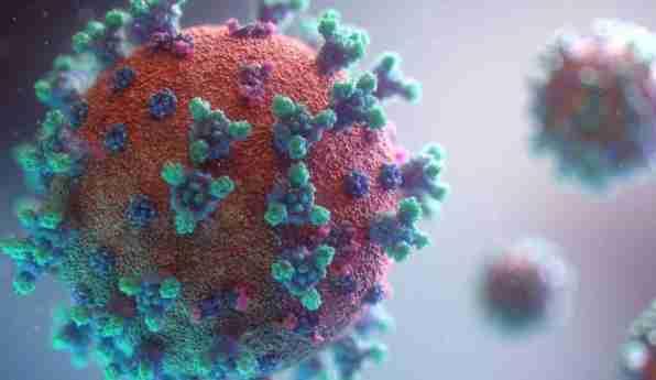 Corona Virus, Non-existent in Humans, Is Now Present in Deer