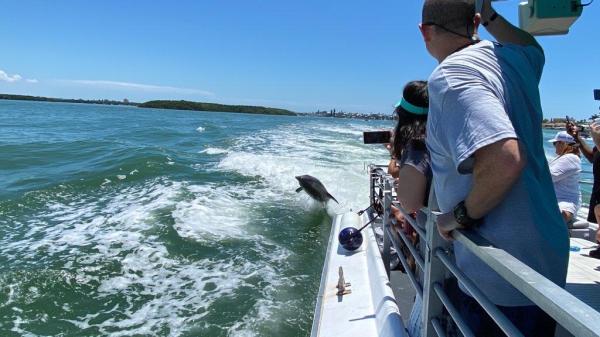 Dolphin Cruises and Coastal Adventures at John’s Pass with Shark Boat Tours!