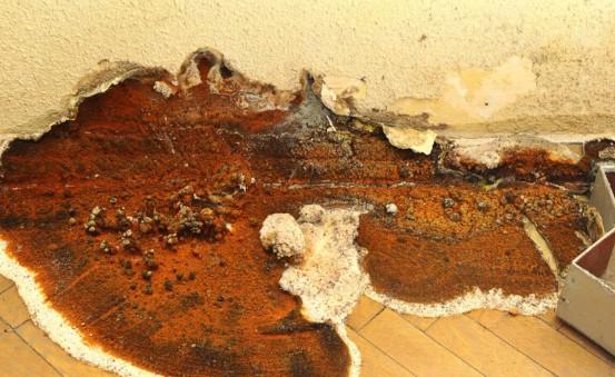 Identifying and Treating Wood Decay Fungi