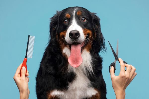 Mobile Grooming Miami: Spa-Quality Care at Your Doorstep!