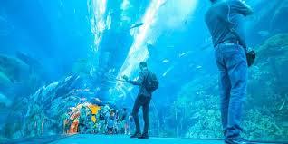 Save 20% on Underwater Aquarium Dubai Tickets Today!