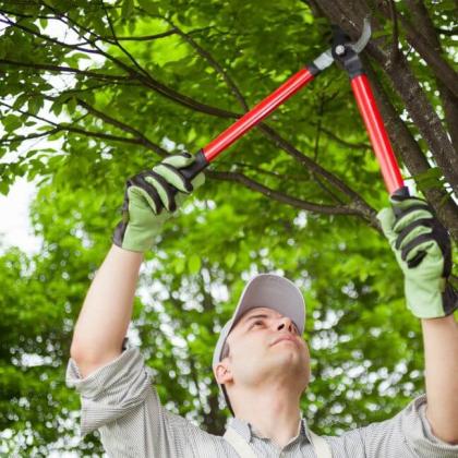 The Barnet Tree Surgeon