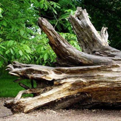 The Farnborough Tree Surgeon