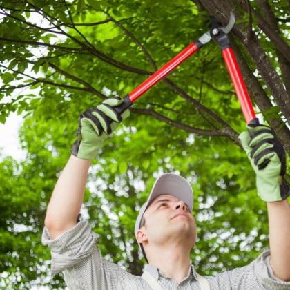 The Farnborough Tree Surgeon