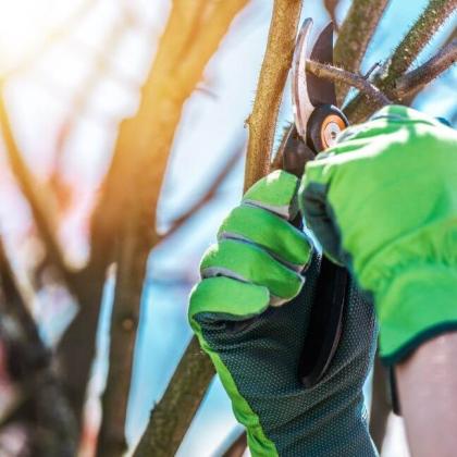 The Farnborough Tree Surgeon