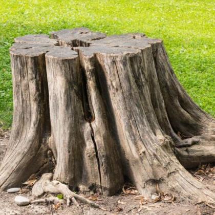 The Richmond Tree Surgeon