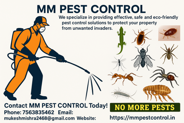 The Ultimate Guide to Termite Treatment