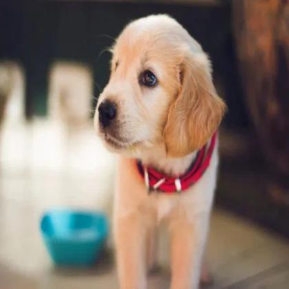 Trusted Veterinary Care in Fernley NV – Visit Animal Care Center Today!
