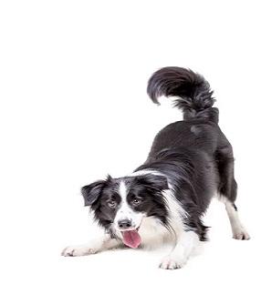 Trusted Veterinary & Pet Care in Rialto CA – Visit Valley Pet Hotel Today!