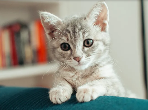 Your Trusted Veterinary Care in Manor, TX – Manor Veterinary Hospital