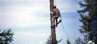 Big Bear Lake Tree Service