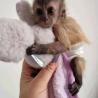 Black Capuchin Monkey for Sale