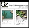 Buy cannabis products online!