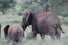 Fair Tanzania Safaris – Your Gateway to Ngorongoro Crater Safari Tours