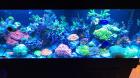 RP Aquatics – Premium Aquatic Supplies & Livestock