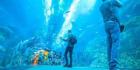 Save 20% on Underwater Aquarium Dubai Tickets Today!