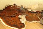 Skilled Wood Damage Consultant for Home & Business