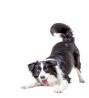 Trusted Veterinary & Pet Care in Rialto CA – Visit Valley Pet Hotel Today!