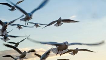 Bird Pest Control San Francisco