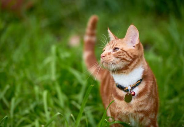 Buy Pet Tags Online – Engraved & Personalised Tags
