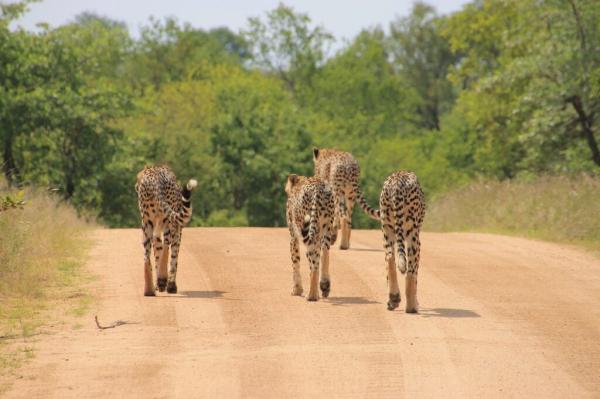 Discover the Wonders of Ngorongoro Crater Safari Tours with Fair Tanzania Safaris