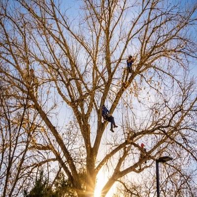 Patriot Tree Company INC.