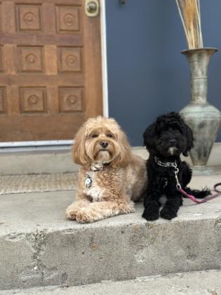 Puppy Training Utah for the Dog That Deserves the Best Start