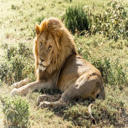 Unforgettable Mount Kilimanjaro Safari Package by Kiboko Tours & Travel