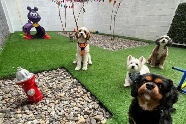 Upper Dogs Social Club in East Harlem is your dog’s go-to destination for socialization, grooming, and care