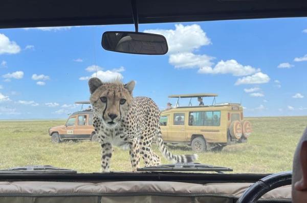 Your Ultimate Tanzania Safari Tour Awaits – Travel with KIBOKO SAFARIS