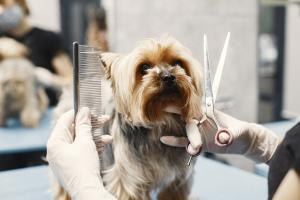 Professional Mobile Dog Grooming in Doral – Convenient & Stress-Free!