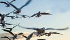 Bird Pest Control San Francisco