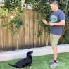 Charlotte Puppy Training